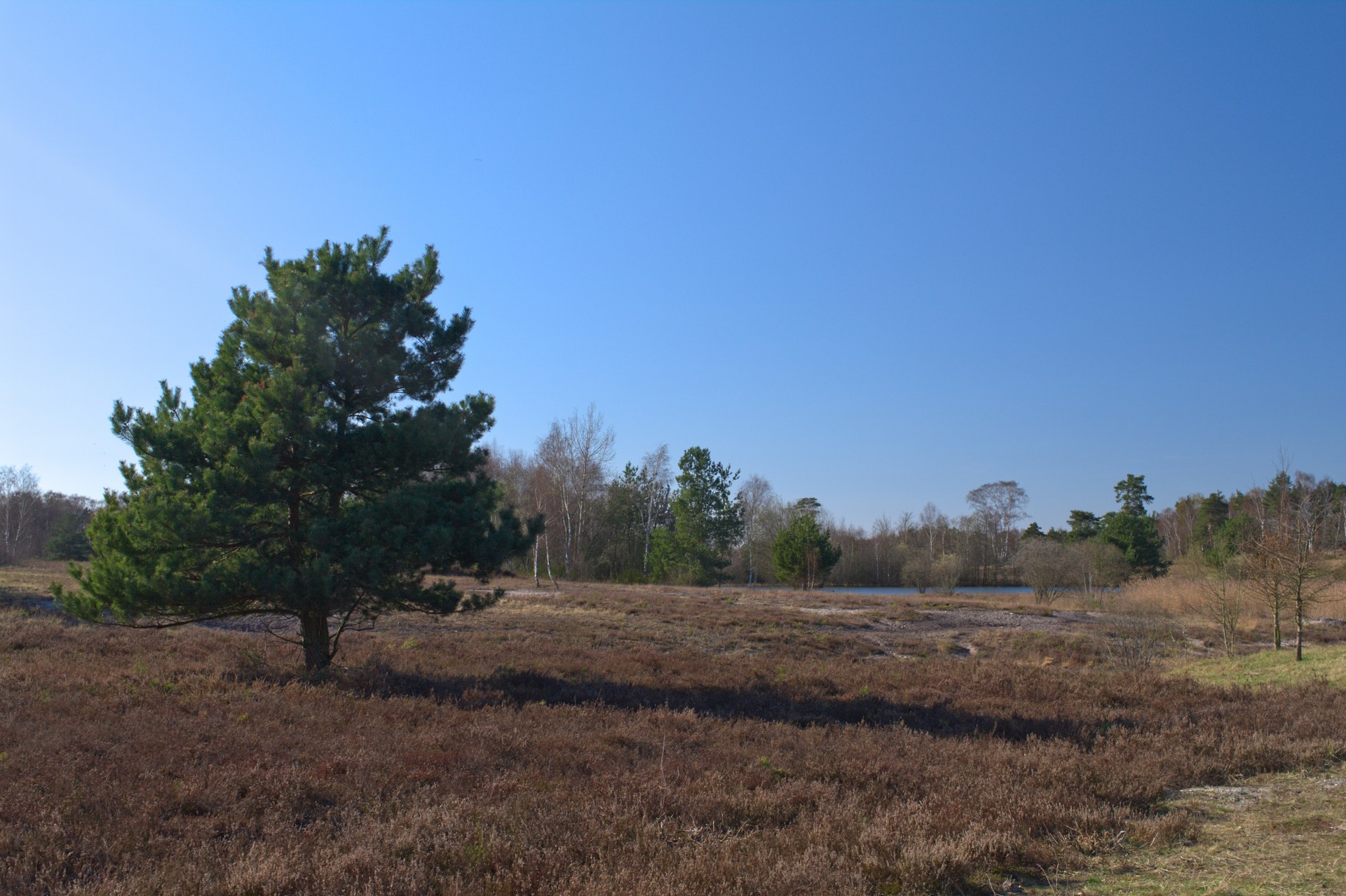 Tanne in der Heide