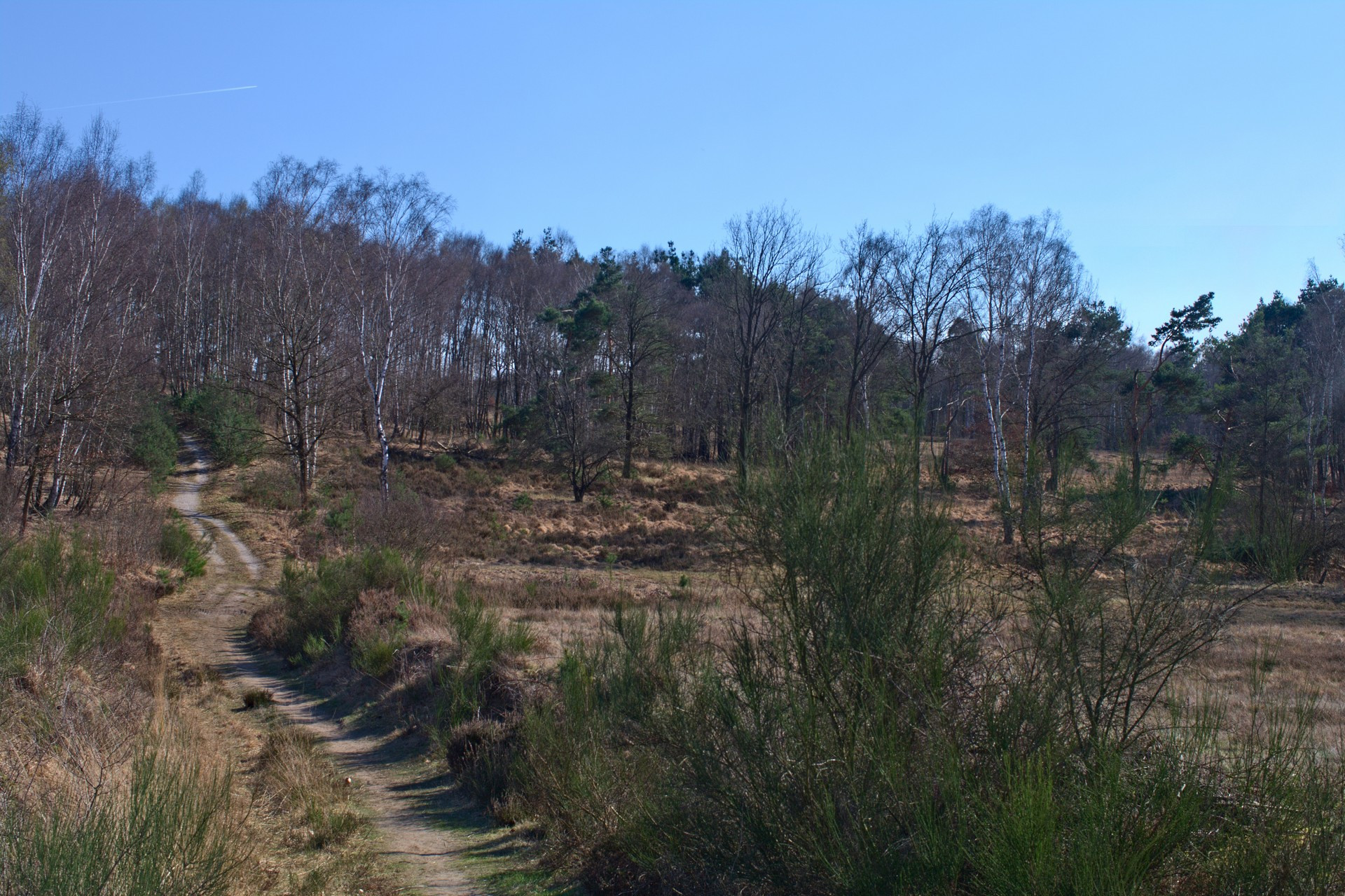 Wahner Heidelandschaft