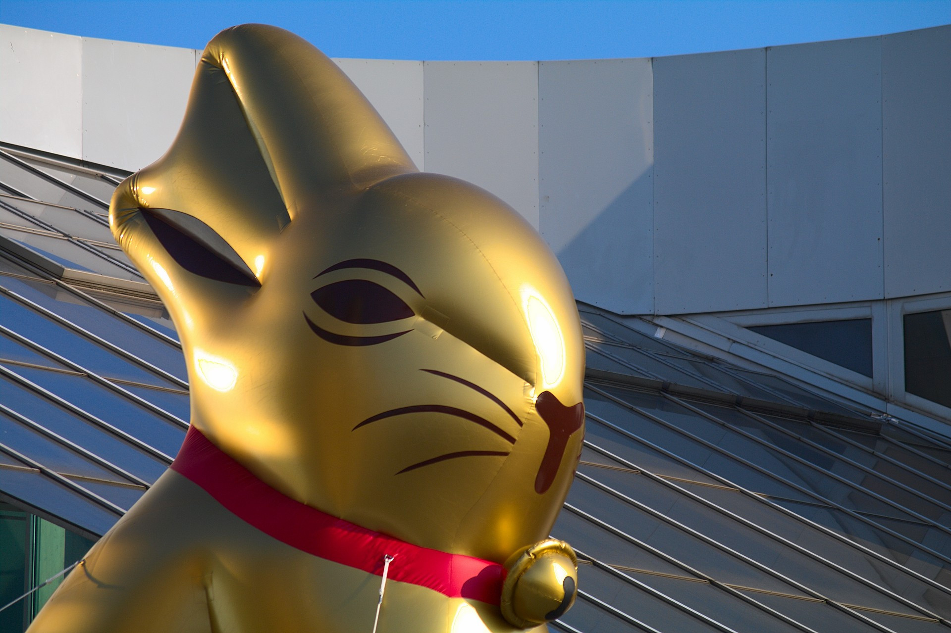 Goldhase